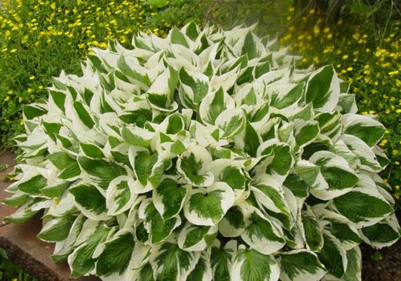 Hosta 'Brim Cup' - Plantain Lily from Ball Horticultural Company