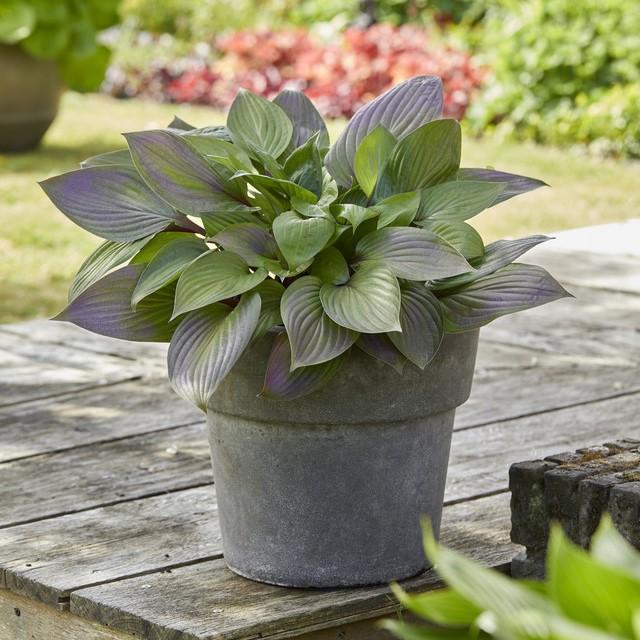 Hosta 'First Blush' - Plantain Lily from Hillcrest Nursery