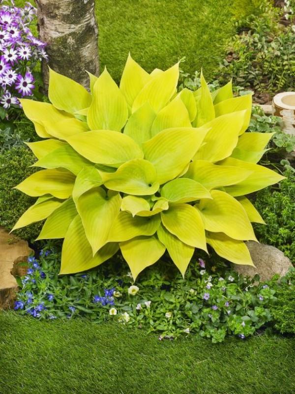 Hosta 'Sunny Halcyon' - Plantain Lily from Ball Horticultural Company