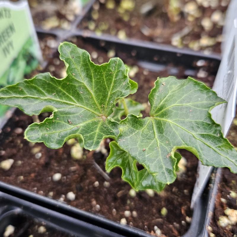 Hedera helix 'Fandango' - Ivy from Hillcrest Nursery