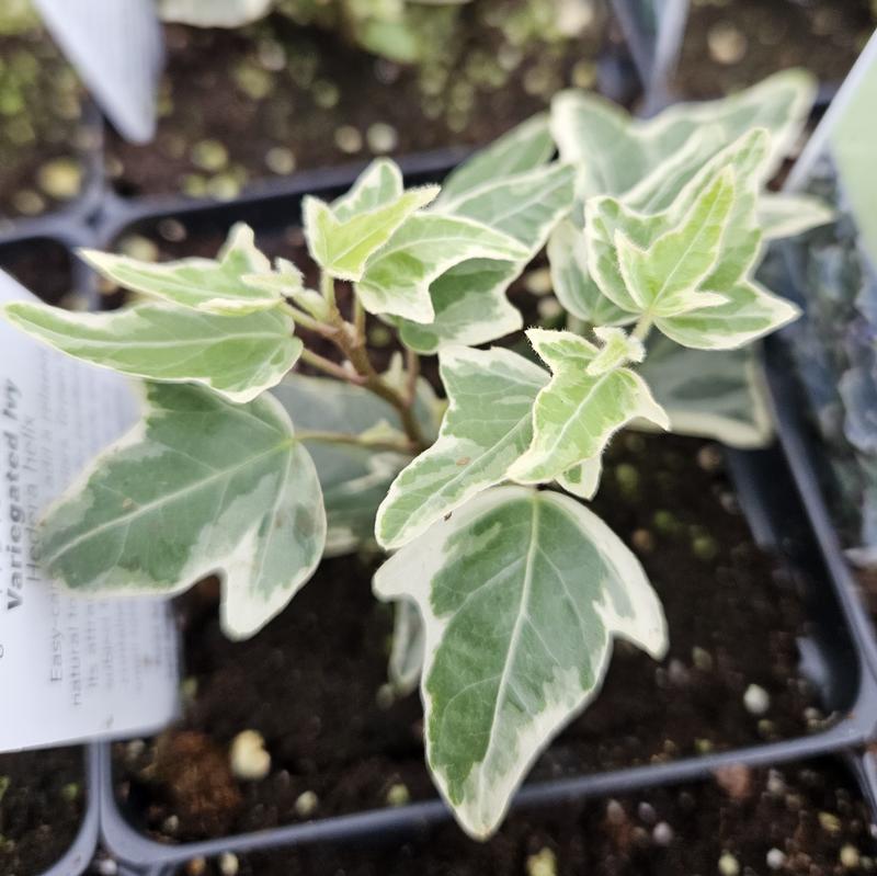 Hedera helix 'Mini Esther' - Ivy from Hillcrest Nursery