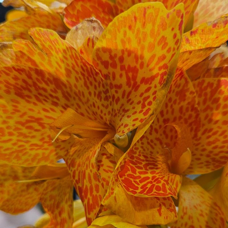 Canna x generalis Cannova 'Gold Leopard' - Canna Lily from Hillcrest Nursery