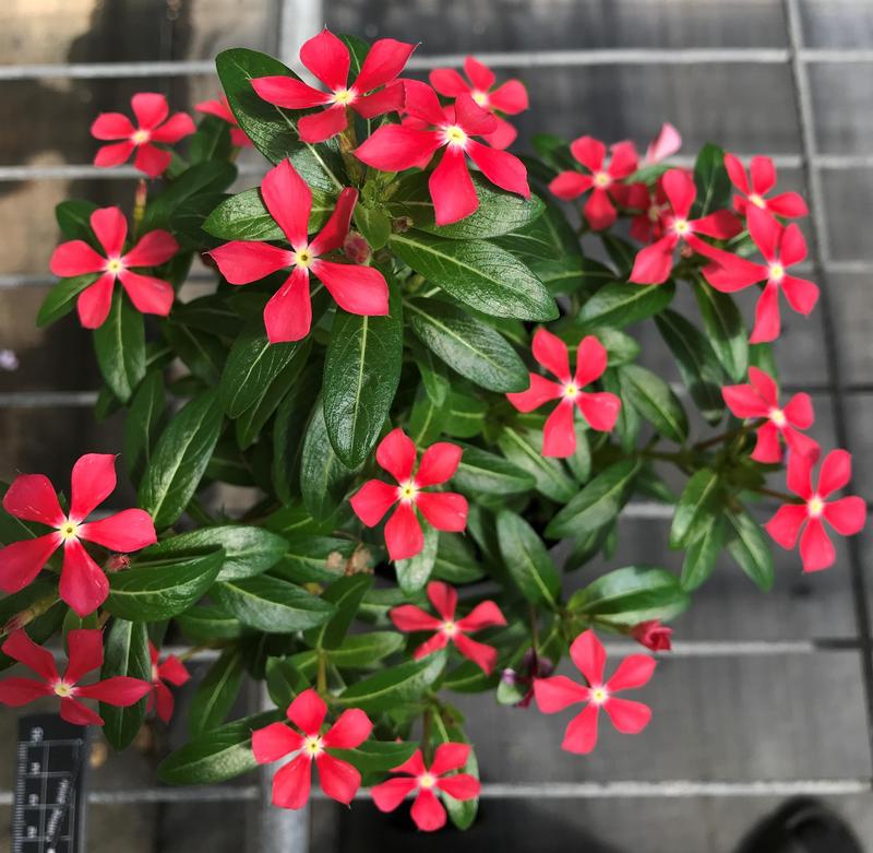 Catharanthus hybrid Soiree Kawaii 'Paprika Red' - Catharanthus - Photo courtesy of Ball Horticultural Company