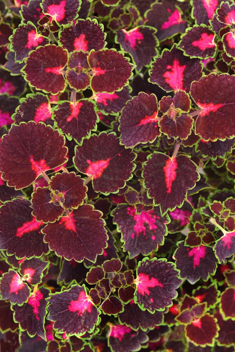 Solenostemon scutellarioides Trailblazer 'Road Trip' - Coleus from Ball Horticultural Company