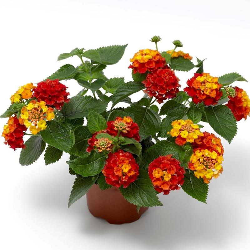 Lantana camara Bandana 'Mango' - Lantana from Ball Horticultural Company