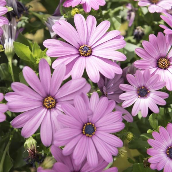 Osteospermum ecklonis Margarita 'Lilac' - African Daisy from Ball Horticultural Company