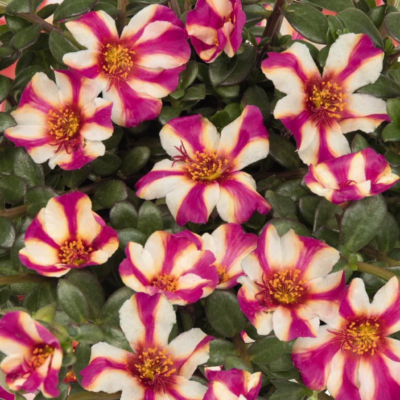 Portulaca oleracea Cupcake 'Purple Touch' - Portulaca from Ball Horticultural Company