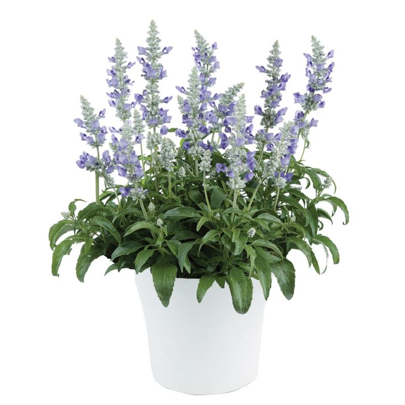 Salvia Sallyfun 'Blue Ice' - Salvia from Ball Horticultural Company