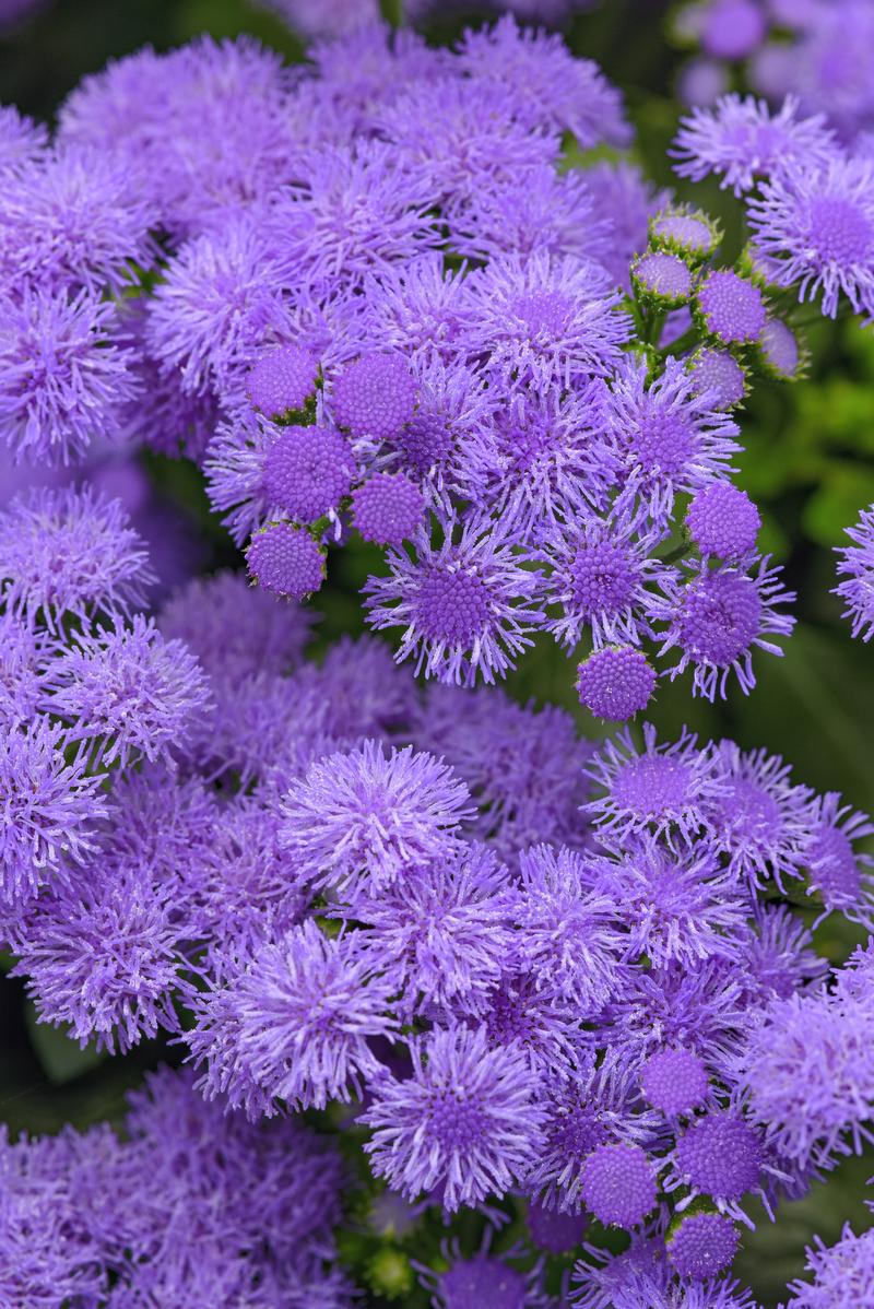 Ageratum houstonianum 'Monarch Magic' - Floss Flower from Ball Horticultural Company