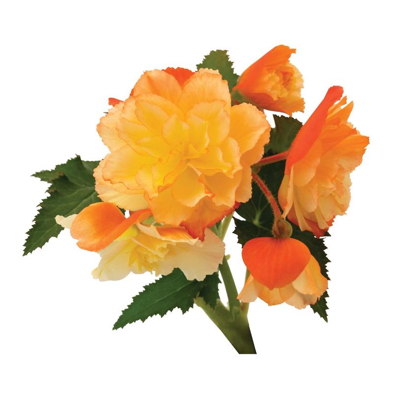 Begonia x hybrida First Kiss 'Del Sol' - Begonia from Ball Horticultural Company