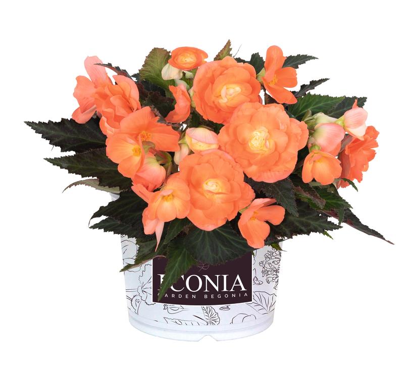 Begonia x hybrida First Kiss 'Saffron' - Begonia from Ball Horticultural Company