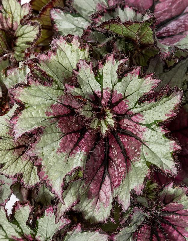 Begonia rex Curly 'Peppermint' - Begonia Rex from Ball Horticultural Company