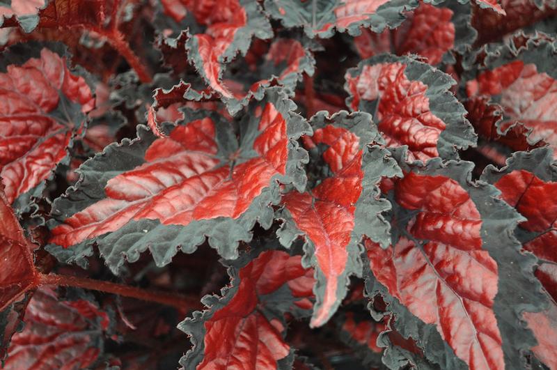 Begonia rex Shadow King 'Black Cherry' - Begonia Rex from Ball Horticultural Company