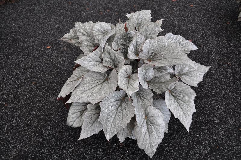 Begonia rex Shadow King 'Cool White' - Begonia Rex from Ball Horticultural Company