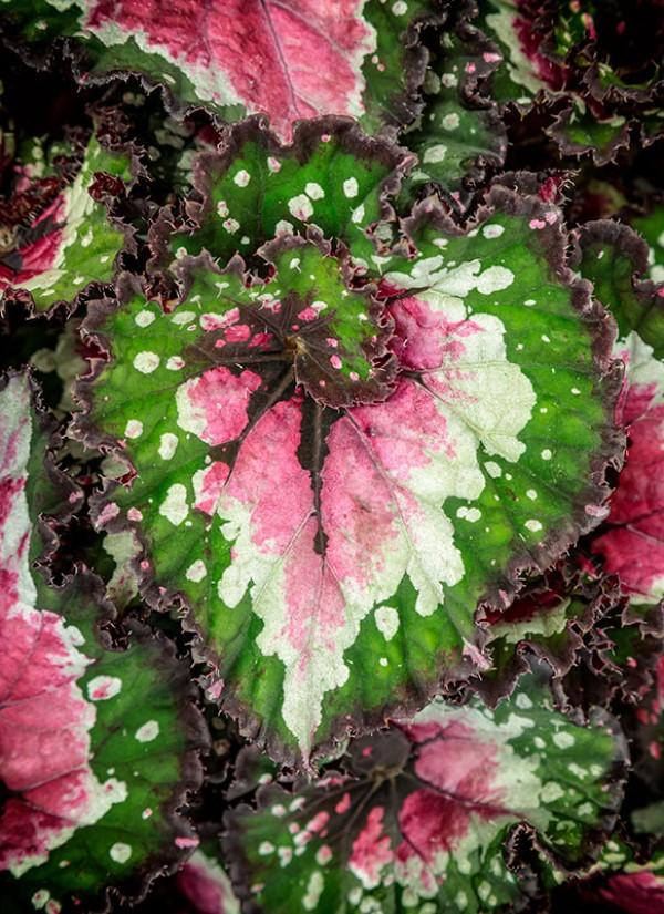 Begonia rex Shadow King 'Lime Ricky' - Begonia Rex from Ball Horticultural Company