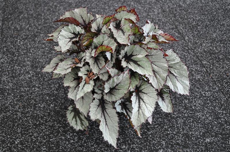 Begonia rex Shadow King 'Wintergreen' - Begonia Rex from Ball Horticultural Company