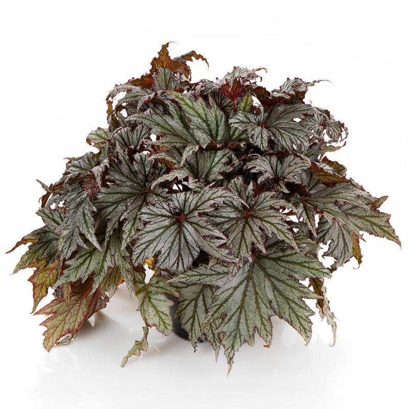 Begonia Space Stars 'Haedi' - Begonia from Ball Horticultural Company