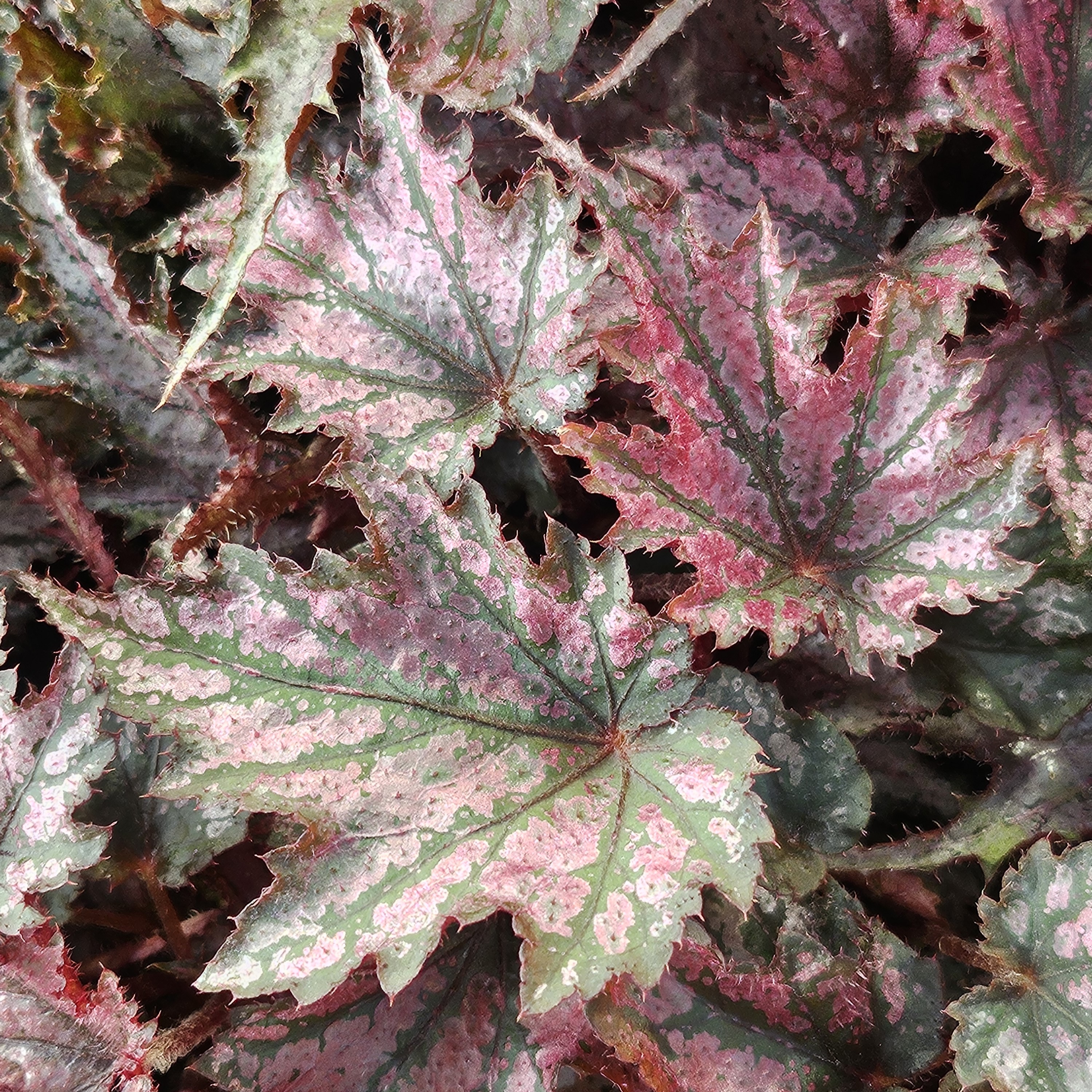 Begonia Space Stars 'Leda' - Begonia from Hillcrest Nursery