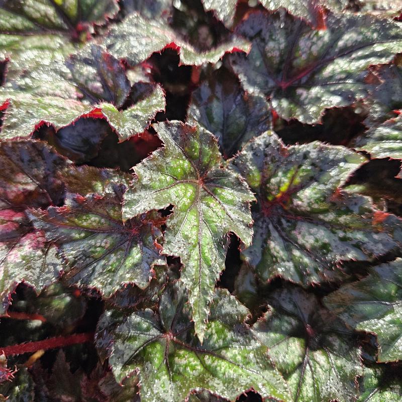 Begonia rex Space Stars 'Syrma' - Begonia from Hillcrest Nursery