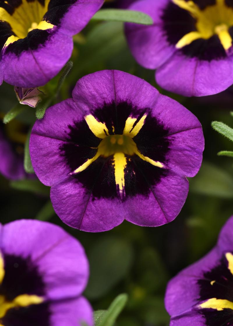 Calibrachoa Cabaret 'Midnight Kiss' - Million Bells from Ball Horticultural Company