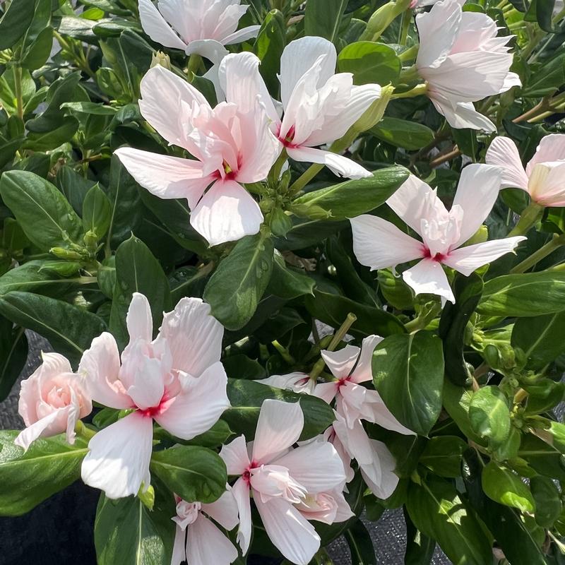 Catharanthus roseus Soiree 'Double Appleblossom' - Catharanthus from Hillcrest Nursery