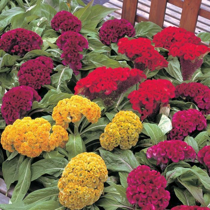 Celosia cristata 'Armor Mix' - Cockscomb from Hillcrest Nursery