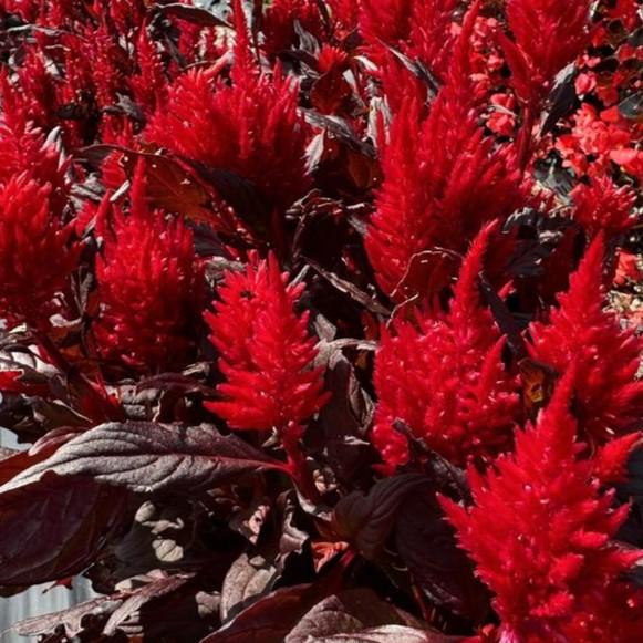 Celosia cristata 'Burning Embers' - Cockscomb from Hillcrest Nursery