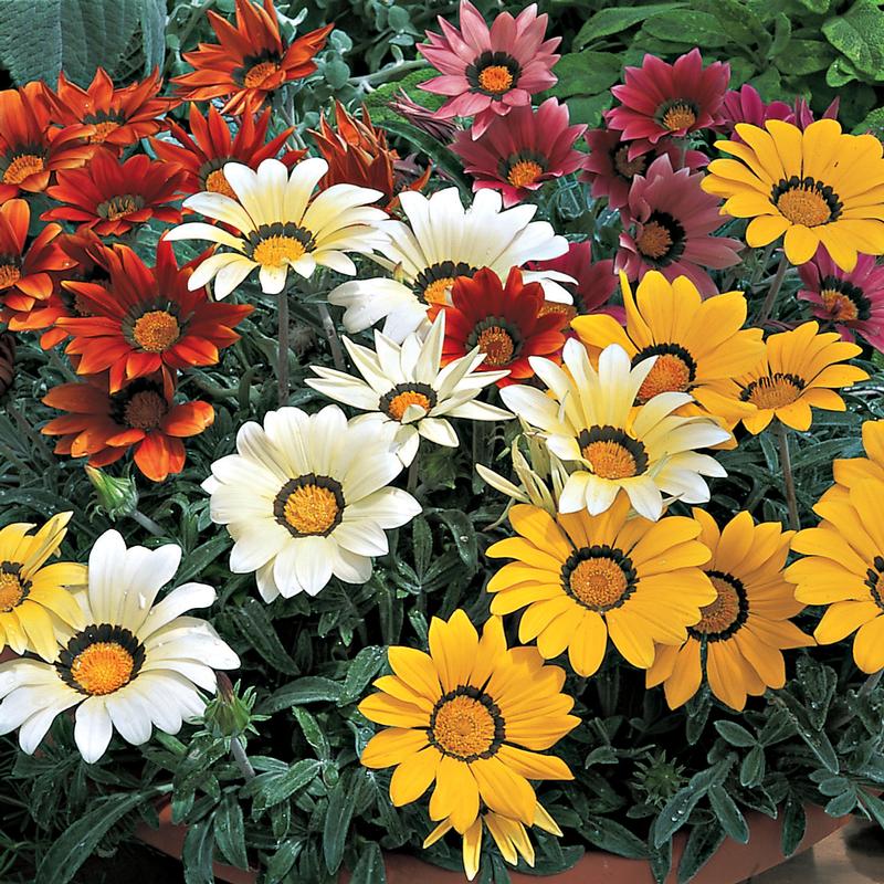 Gazania splendens Kiss 'Mix' - Treasure Flower from Ball Horticultural Company