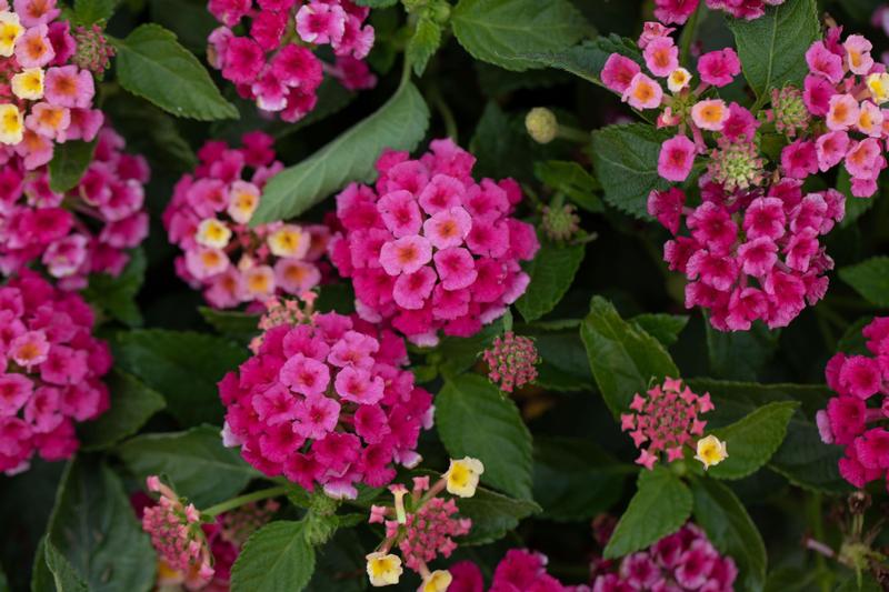 Lantana camara Bandolero 'Lychee' - Lantana from Ball Horticultural Company