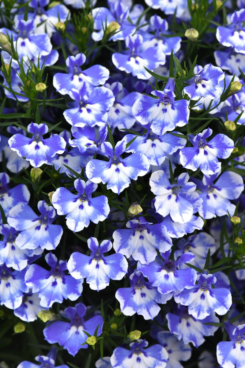 Lobelia erinus Magadi 'Compact Blue Bay' - Lobelia from Ball Horticultural Company