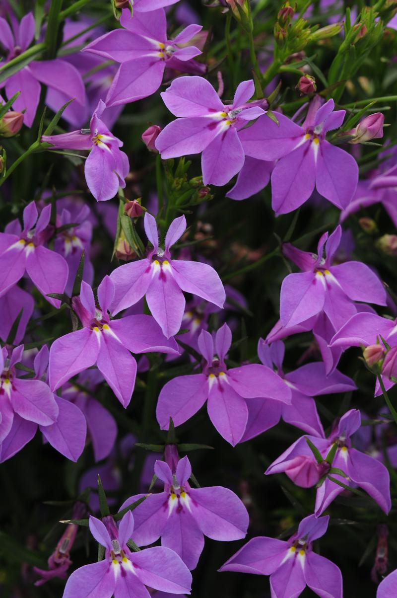 Lobelia erinus Magadi 'Compact Purple' - Lobelia from Ball Horticultural Company