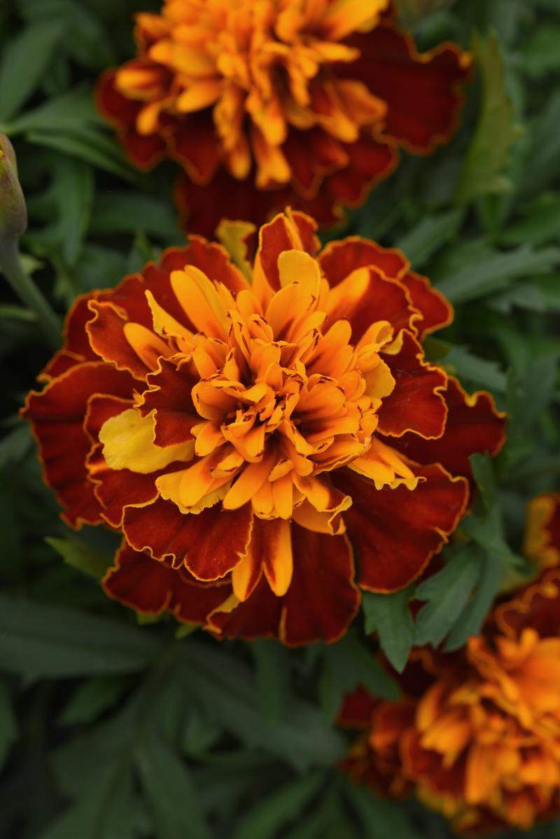 Tagetes patula Bonanza 'Harmony' - Marigold from Ball Horticultural Company