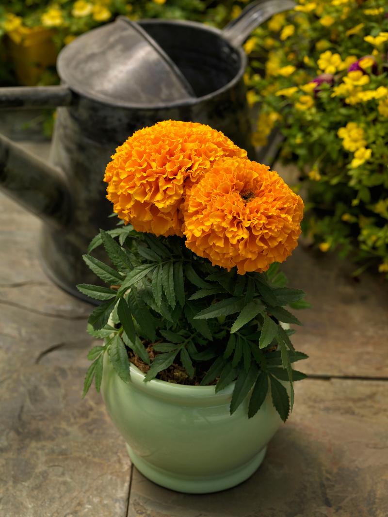 Tagetes erecta Proud Mari 'Orange' - Marigold from Ball Horticultural Company