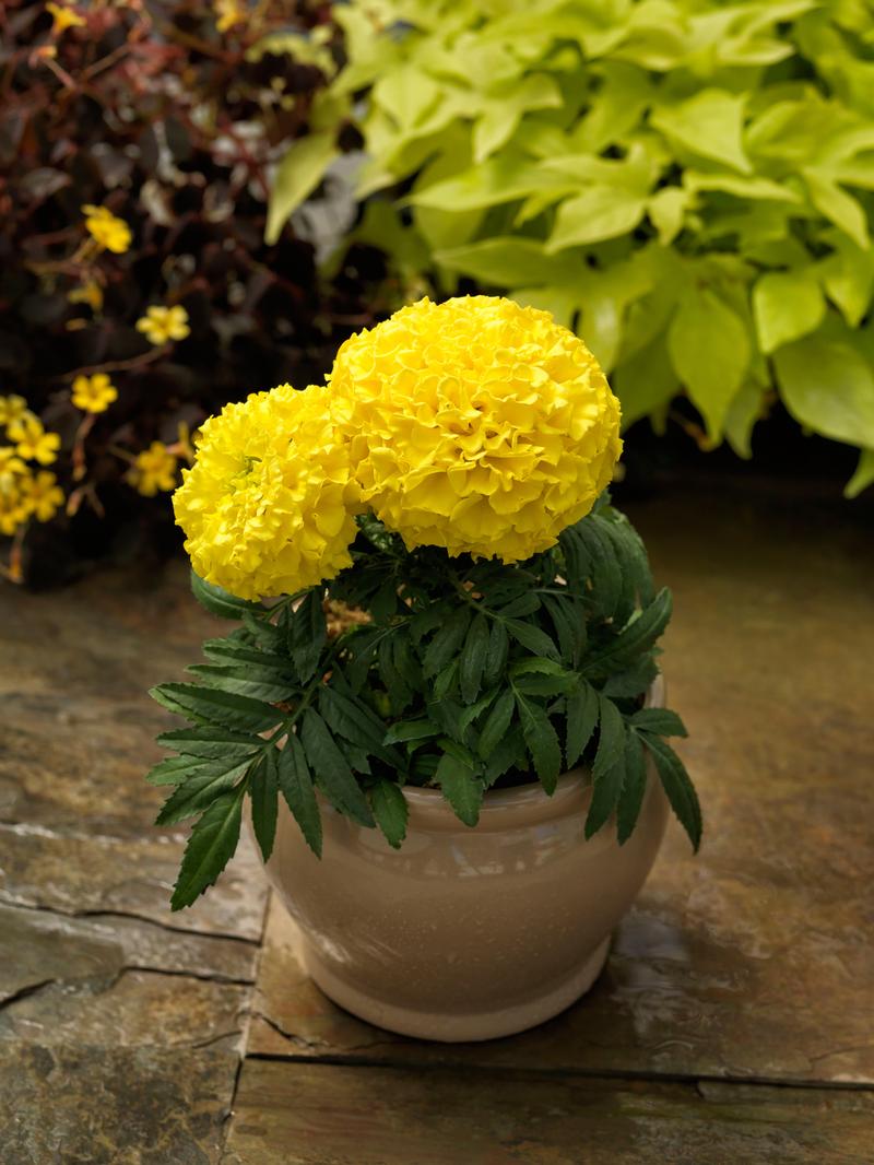 Tagetes erecta Proud Mari 'Yellow' - Marigold from Ball Horticultural Company