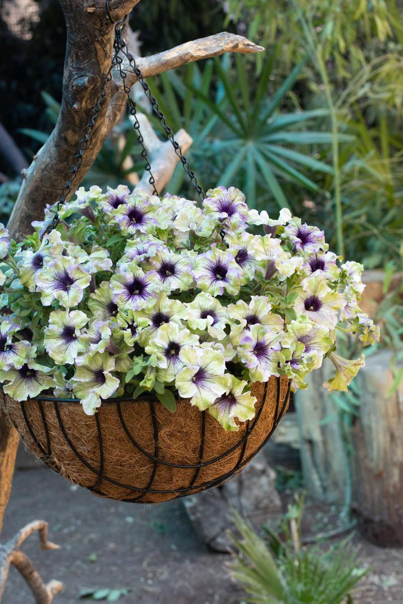 Petunia x hybrida Amazonas 'Plum Cockatoo' - Petunia from Ball Horticultural Company