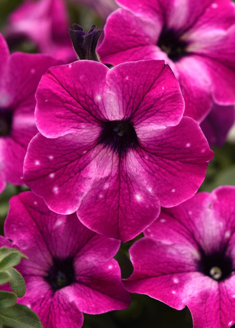 Petunia Headliner 'Enchanted Sky' - Petunia from Ball Horticultural Company