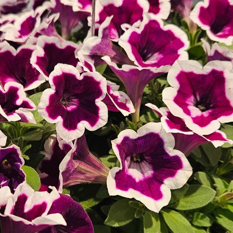 Petunia x hybrida 'Painted Love' - Petunia from Hillcrest Nursery