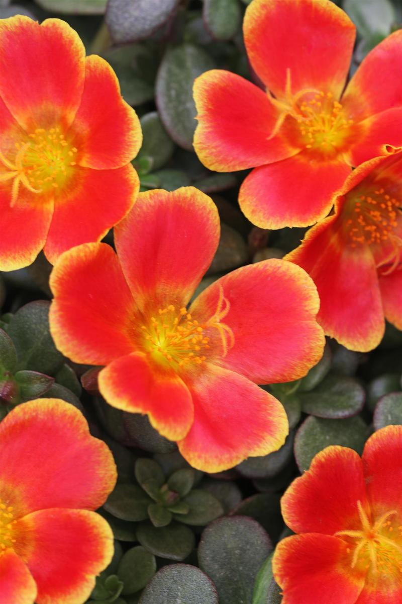 Portulaca oleracea Sea Glass 'Rum Punch' - Portulaca from Ball Horticultural Company