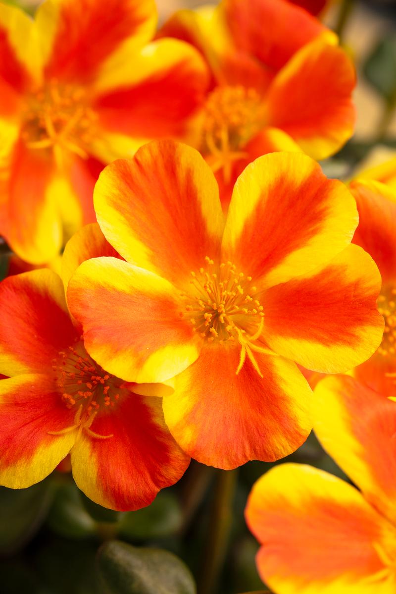 Portulaca oleracea Sea Glass 'Orange Shandy' - Portulaca from Ball Horticultural Company