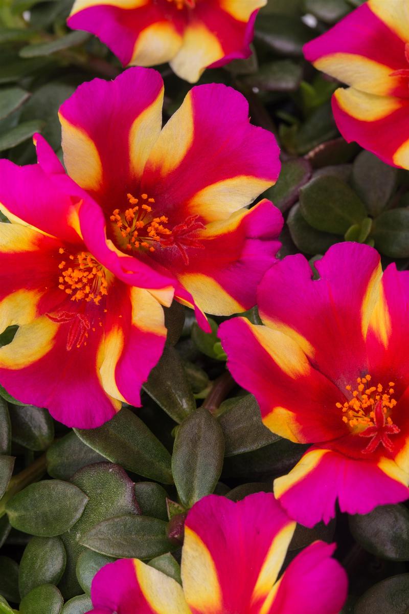 Portulaca oleracea Sea Glass 'Watermelon Punch' - Portulaca from Ball Horticultural Company