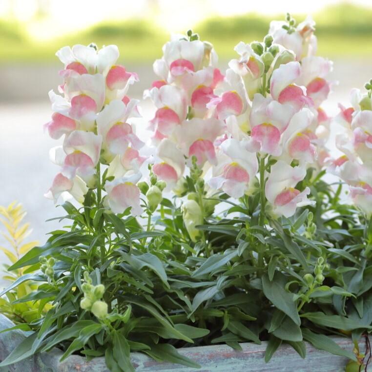 Antirrhinum majus Candy Tops 'Pink Bicolor' - Snapdragon from Hillcrest Nursery