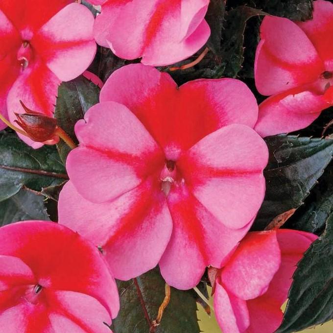 Impatiens hawkeri Sunpatiens Compact 'Red Candy' - Sunpatiens from Hillcrest Nursery