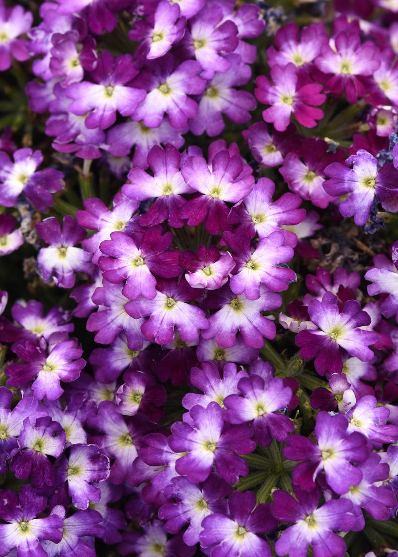 Verbena Beats 'Blue/White' - Vervain from Ball Horticultural Company