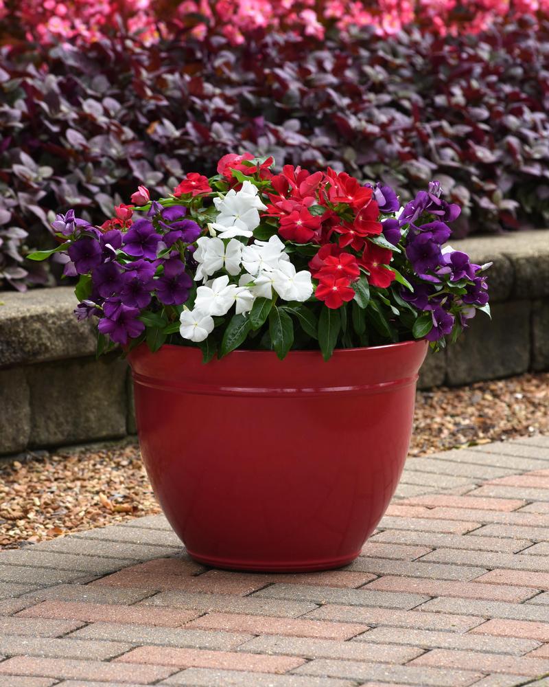 Catharanthus roseus Tattoo 'American Pie Mix' - Vinca from Ball Horticultural Company