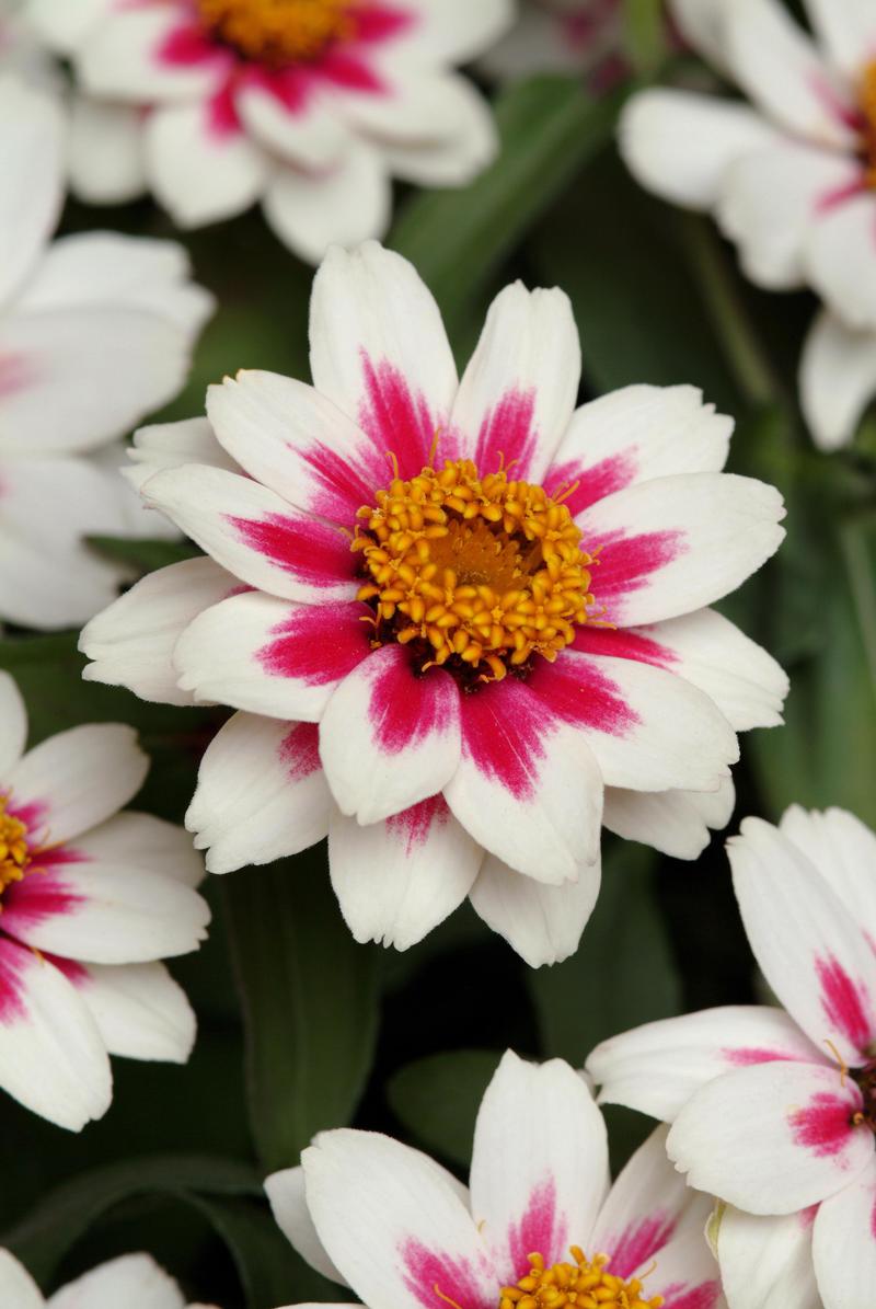 Zinnia marylandica Zahara Double 'Starlight Rose' - Zinnia from Ball Horticultural Company