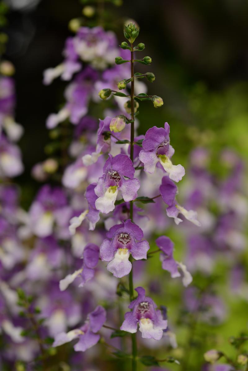 Angelonia angustifolia Archangel 'Blue Bicolor' - Angelonia from Ball Horticultural Company