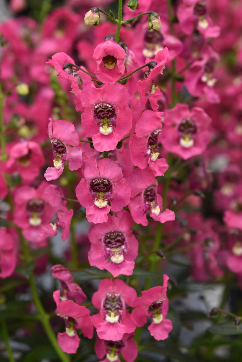 Angelonia angustifolia Archangel 'Coral' - Angelonia from Ball Horticultural Company