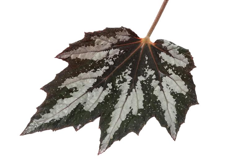 Begonia rex Bewitched 'Wintergreen' - Begonia Rex - Photo Credit From Ball Horticultural Company