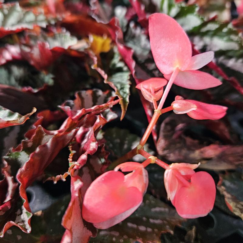 Begonia 'Citizen Cane Pink' - Begonia from Hillcrest Nursery