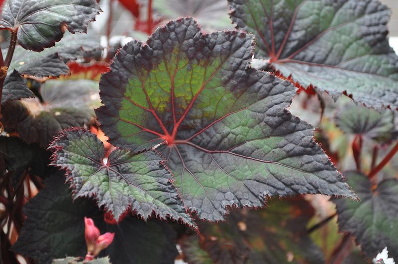 Begonia rex Dibs 'Thin Mint' - Begonia Rex - Photo Credit From Ball Horticultural Company